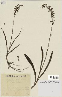 spécimen de Platanthera bifolia