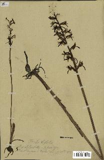 spécimen de Platanthera bifolia