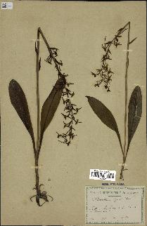 spécimen de Platanthera bifolia