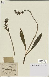 spécimen de Platanthera bifolia