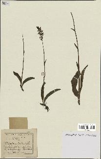 spécimen de Platanthera bifolia