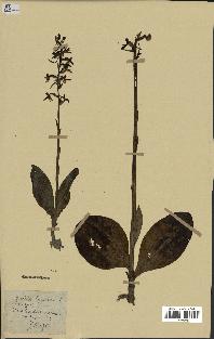 spécimen de Platanthera bifolia