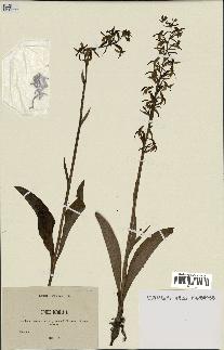 spécimen de Platanthera bifolia