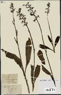 spécimen de Platanthera bifolia