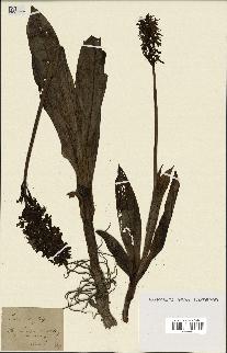 spécimen de Orchis purpurea