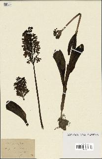 spécimen de Orchis purpurea