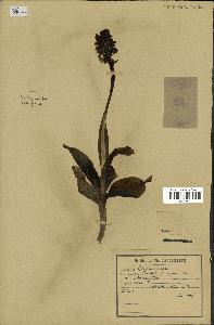 spécimen de Orchis purpurea