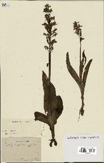 spécimen de Orchis purpurea