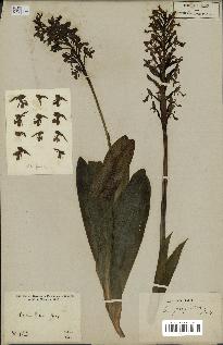 spécimen de Orchis purpurea