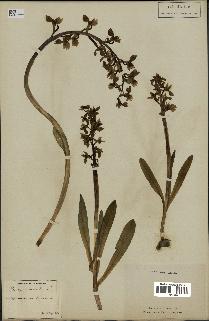 spécimen de Orchis mascula