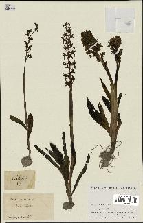 spécimen de Orchis mascula