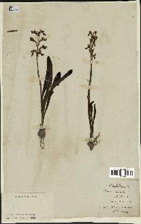 spécimen de Orchis mascula