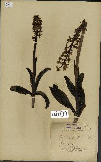 spécimen de Orchis mascula