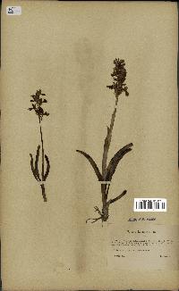 spécimen de Orchis mascula