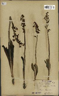 spécimen de Orchis mascula