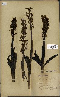 spécimen de Orchis mascula