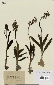 spécimen de Orchis mascula