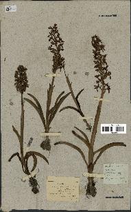 spécimen de Orchis mascula