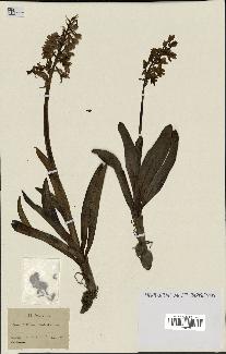 spécimen de Orchis mascula