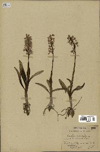 spécimen de Orchis mascula