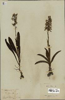 spécimen de Orchis mascula