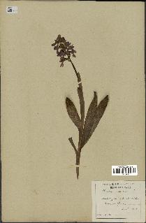 spécimen de Orchis mascula