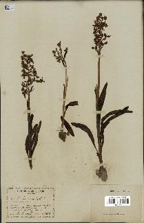 spécimen de Orchis mascula