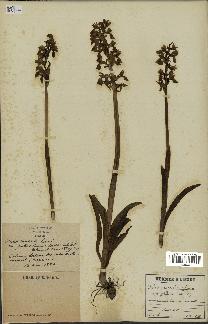 spécimen de Orchis mascula