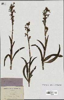 spécimen de Orchis mascula