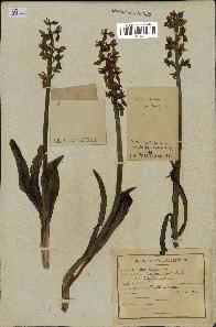 spécimen de Orchis mascula