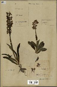 spécimen de Orchis mascula