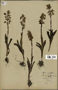 spécimen de Orchis mascula