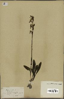 spécimen de Orchis mascula