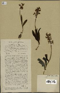 spécimen de Orchis mascula