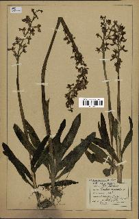 spécimen de Orchis mascula