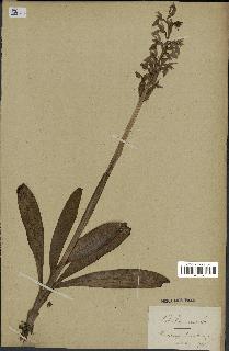 spécimen de Orchis mascula