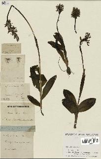 spécimen de Orchis simia