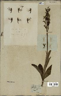 spécimen de Orchis simia