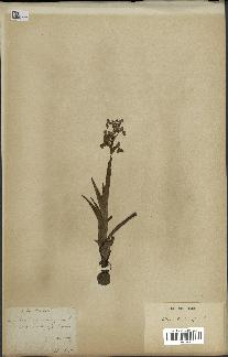 spécimen de Orchis morio