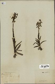 spécimen de Orchis morio