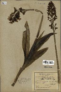 spécimen de Orchis purpurea