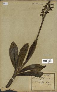 spécimen de Orchis purpurea