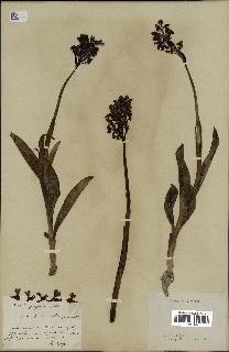 spécimen de Orchis purpurea