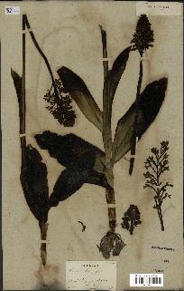 spécimen de Orchis purpurea