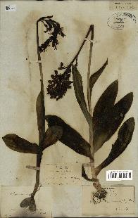 spécimen de Orchis purpurea