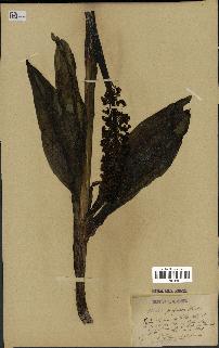 spécimen de Orchis purpurea