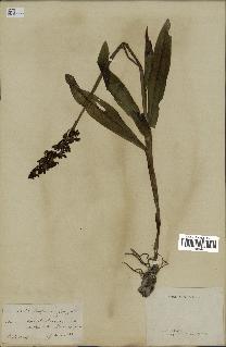 spécimen de Orchis purpurea