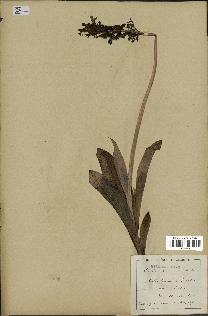 spécimen de Orchis purpurea