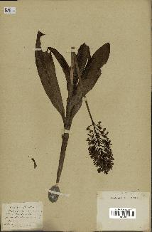 spécimen de Orchis purpurea