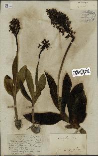 spécimen de Orchis purpurea